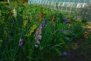 Gladiolus flowers close-up. Gladiolus, sword lilies, purple and yellow gladiolus bloom in the...
