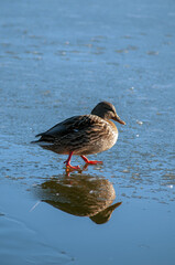 wild ducks in the nature of a sunny day