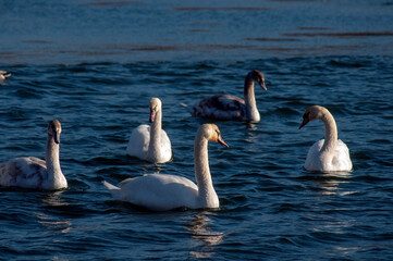 white swans group on the lake swim well under the bright sun