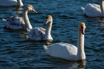white swans group on the lake swim well under the bright sun