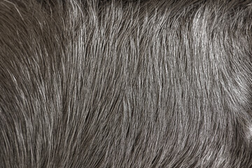 Dog fur as a background. Macro photo of black labrador fur.