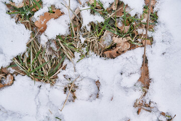 green grass, yellow leaves under the snow, spring, autumn, three seasons in one photo
