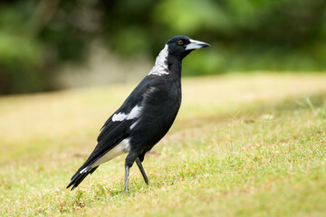 Australian magpie (Gymnorhina tibicen) a medium-sized bird with dark plumage, the animal stands on the grass in the park.