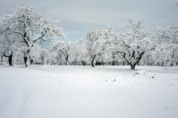 A city park without people in winter. Quarantine concept. Snow-covered trees. Winter in the city park.