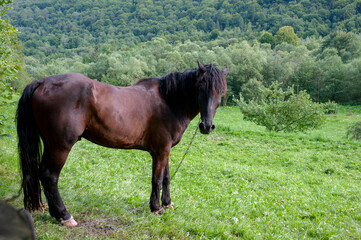 A dark brown horse on a foggy field looks to the side