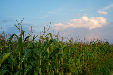 Fototapeta na wymiar Panoramic view of Corn field plantation with blue sky background.
