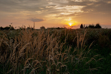 Beautiful sunset over a blooming field near the highway