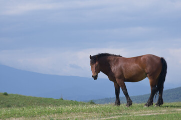 A beautiful statuesque horse stands against a mountain backdrop and looks into the camera on a...