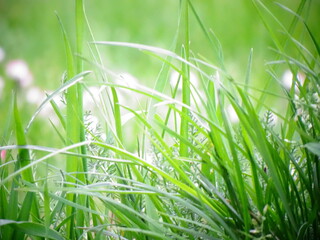 green grass with dew drops