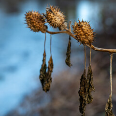 Detail of thorny fruits with seeds of jimsonweed (Datura stramonium) in the forest