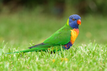 Rainbow lorikeet (Trichoglossus moluccanus) parrot, colorful little bird, bird sitting on green grass in the park.