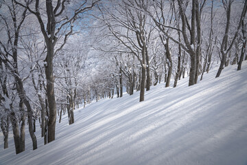 冬のブナ林と樹影