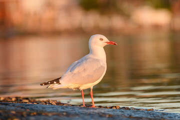 Silver gull (Chroicocephalus novaehollandiae), a medium-sized bird with white and gray plumage, the animal stands on a sandy beach by the sea.