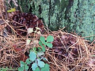 grebe mushrooms grow from a rotten log among dry fallen pine needles