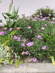 detalle plantas que adornan jardines y alrededores de la casa 