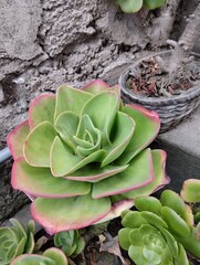 detalle plantas que adornan jardines y alrededores de la casa 