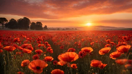 Fotobehang Poppy field at sunset © farzanehappy