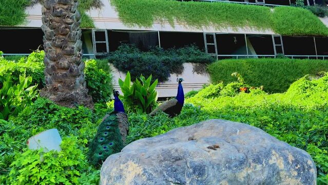 birds on a tree, peacocks in the park
