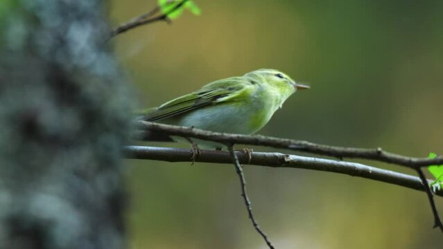 Wood warbler chirping and leaving in a darkening summertime forest in Estonia, Northern Europe