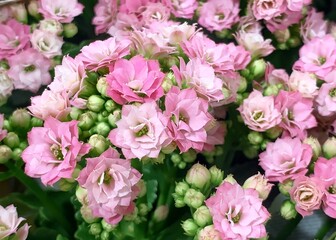 Bright pink Kalanchoe flowers full frame