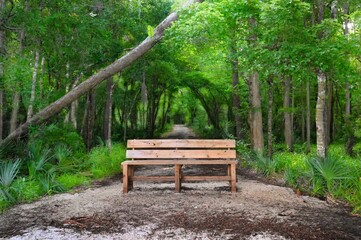 Fototapeta premium A park bench awaits the avid hiker at the end of a trail through an emerald green forest
