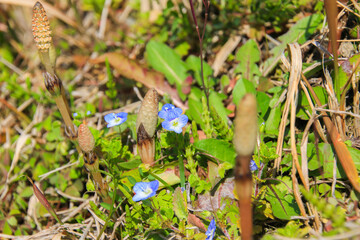 Obraz premium つくし