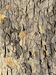 Background: structure of the bark of an old plane tree