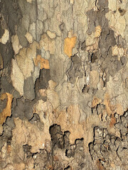 Background: structure of the bark of an old plane tree