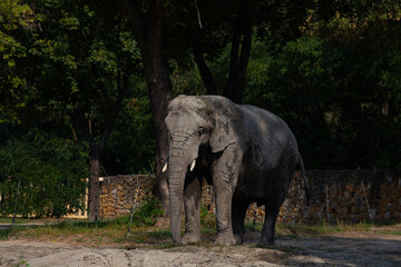 Elephant in the zoo, POLAD
