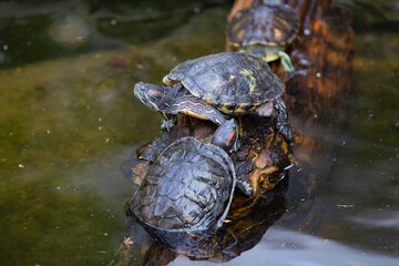 Obraz premium Turtles in the pond. Trachemys scripta elegans.