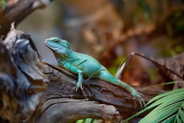 green lizard on a branch
