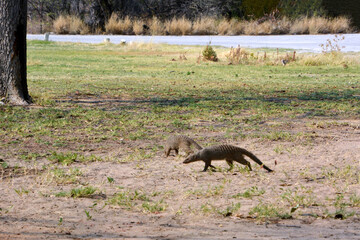 Mungo mongoose runs on green grass in the bright sun. Animals in the natural environment
