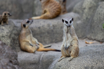 meerkat on guard