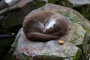 otter sliping on a stone
