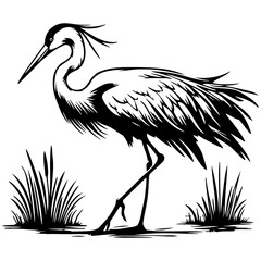 Heron Standing in Paddy Field.