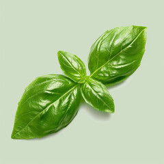 Fototapeta premium fresh leaves
