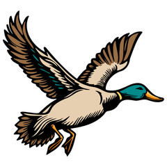 Wild Duck Illustration.