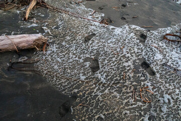 Sea foam and driftwood. Bethells Beach, Auckland, New Zealand.
