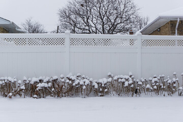 Winter scenery in Ontario, Canada - Plant stems with snow covered bulbs along a white wooden fence after a heavy snowfall