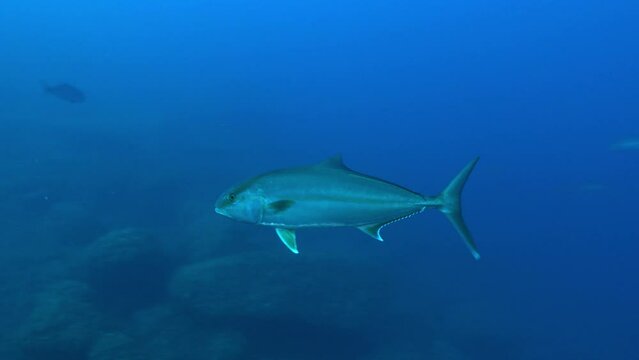 Mediterranean Sea underwater life - Jack fish in dark blue water