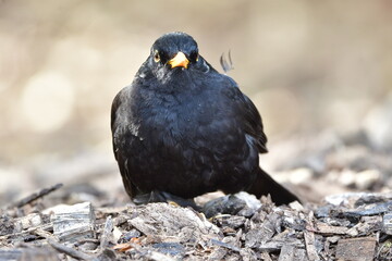 Fototapeta premium MIRLO