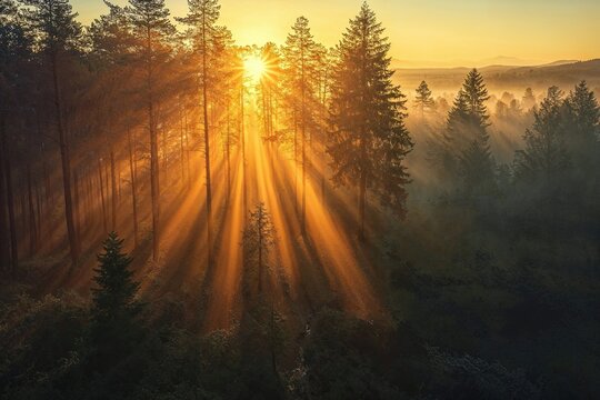 Fototapeta Majestic Woodland at Sunrise. Aerial Photograph with Light Rays coming through Trees. Nature Background.