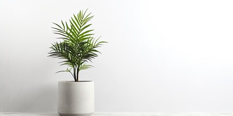 Isolated white background with concrete pot and decorative plant. - obrazy, fototapety, plakaty