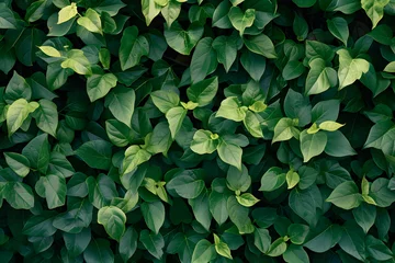 Fotobehang green wall of green leaves and plants © Lin_Studio