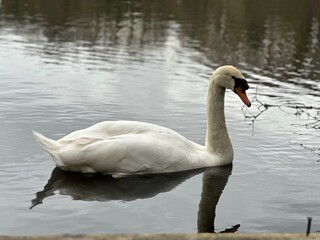 Fototapeta premium Swan swimming on a lake. Devon, UK, Europe wildlife