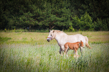 Fototapeta premium wild horse, side view , nature , horses , in doors , 