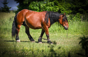 wild horse, side view , nature , horses , in doors , 
