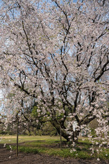 春に咲く枝垂桜