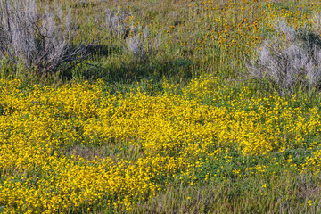 Obraz premium Superbloom at Soda Lake. Carrizo Plain National Monument is covered in swaths of yellow, orange and purple from a super bloom of wildflowers, California