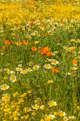 A wildflower meadows. super bloom season in California. Colorful floral background